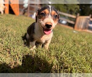 Frappuccino Aug 26 - A Sandy Pup - Female Mutt Dog for Adoption - Photo #2