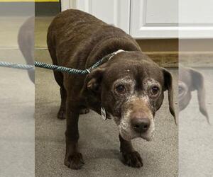 Labrador Retriever-Unknown Mix Dogs for adoption in Forestville, MD, USA