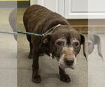 Small Labrador Retriever Mix