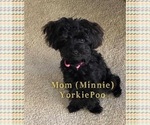 Small Photo #4 YorkiePoo Puppy For Sale in FENTON, MI, USA
