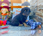 Small Photo #3 Miniature Australian Shepherd Puppy For Sale in GRANBURY, TX, USA
