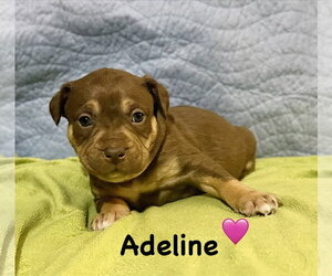Staffordshire Bull Terrier-Unknown Mix Dogs for adoption in Holly Springs, NC, USA