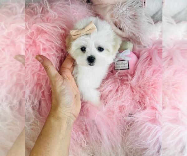 Medium Photo #4 Maltese Puppy For Sale in PEMBROKE PINES, FL, USA