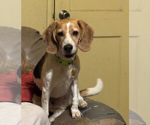 Peetie - Male Beagle Dog for Adoption - Photo #3