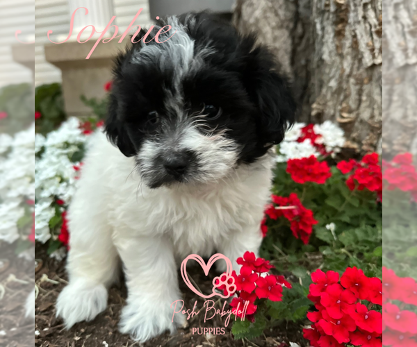 Medium Photo #3 Shih Tzu Puppy For Sale in ELMHURST, IL, USA