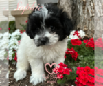 Small #2 Shih Tzu