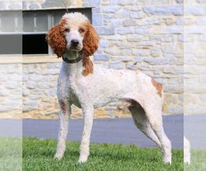 Father of the Goldendoodle puppies born on 08/08/2025