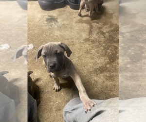 Cane Corso Puppy for Sale in DONEGAL, Pennsylvania USA