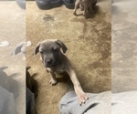 Small Photo #1 Cane Corso Puppy For Sale in DONEGAL, PA, USA