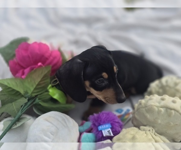 Medium Photo #20 Dachshund Puppy For Sale in CHOCTAW, OK, USA