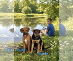 Small Photo #4 Doberman Pinscher-Labrador Retriever Mix Puppy For Sale in Southbury, CT, USA