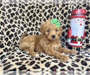 Goldendoodle (Miniature) Puppy for sale in LAKELAND, FL, USA
