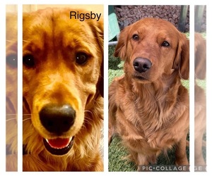 Golden Retriever Puppy for sale in PEORIA, AZ, USA