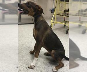 Bloodhound Dogs for adoption in Conroe, TX, USA