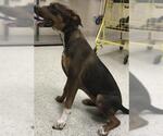 Small Bloodhound