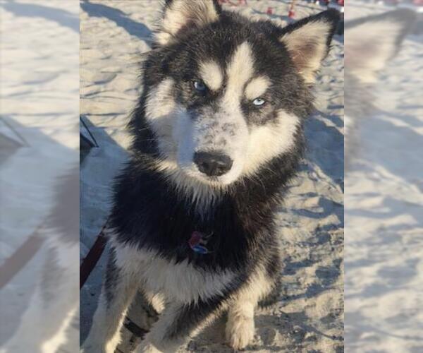 Medium Photo #3 Siberian Husky Puppy For Sale in Derwood, MD, USA