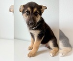 Puppy 3 German Shepherd Dog-Siberian Husky Mix