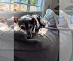 Small Photo #7 Jack Russell Terrier Puppy For Sale in Arlington, WA, USA