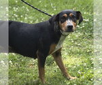 Small #1 Mutt