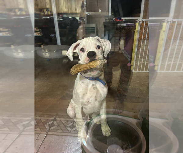 Medium Photo #8 Boxer Puppy For Sale in STRUM, WI, USA