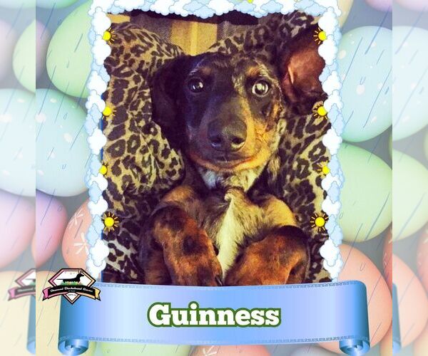 Medium Photo #7 Dachshund Puppy For Sale in San Antonio, TX, USA