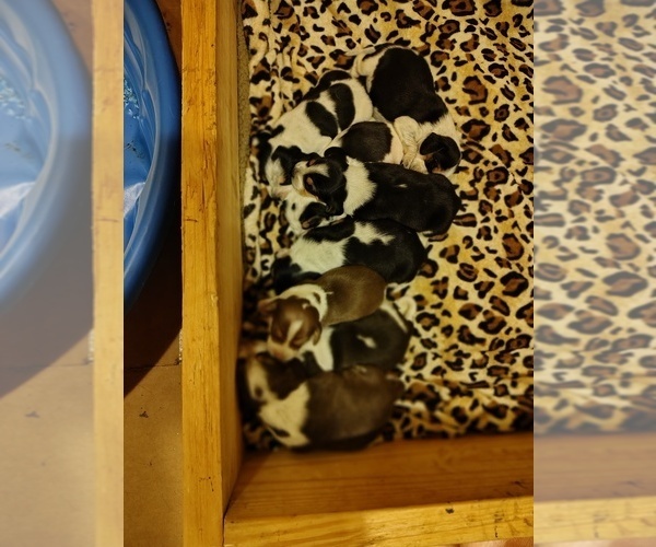 Medium Photo #35 Beagle Puppy For Sale in BOWLING GREEN, MO, USA