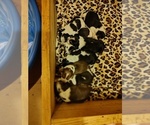 Small Photo #35 Beagle Puppy For Sale in BOWLING GREEN, MO, USA
