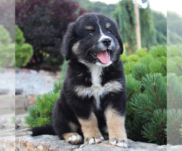 Medium Photo #2 Australian Mountain Dog Puppy For Sale in BLAIN, PA, USA