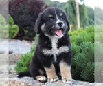 Small Photo #2 Australian Mountain Dog Puppy For Sale in BLAIN, PA, USA