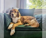 Small Photo #2 Mutt Puppy For Sale in Rockaway, NJ, USA