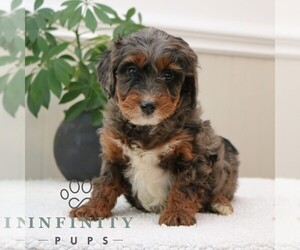 Bernedoodle (Miniature) Puppy for sale in NARVON, PA, USA