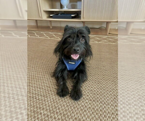 Medium Photo #1 Mutt Puppy For Sale in St. Louis Park, MN, USA