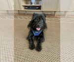 Small Mutt