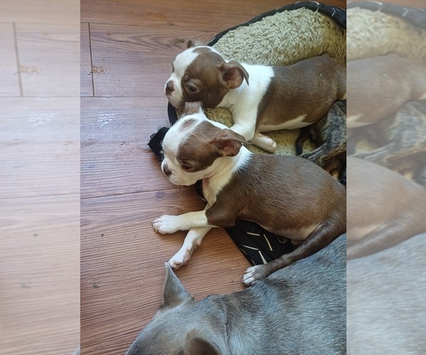 Medium Photo #8 Boston Terrier Puppy For Sale in ANNISTON, AL, USA