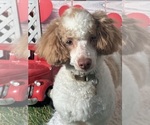 Small Photo #2 Poodle (Toy) Puppy For Sale in LOUISA, VA, USA