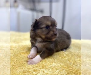 Miniature American Shepherd-Poodle (Miniature) Mix Puppy for sale in ADAMSVILLE, TN, USA