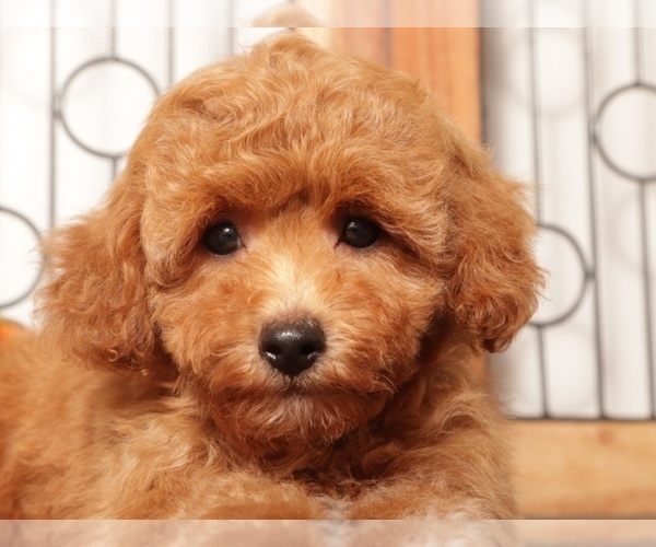 Medium Photo #2 Cavapoo Puppy For Sale in NAPLES, FL, USA