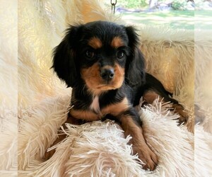 Cavalier King Charles Spaniel Puppy for sale in ORRTANNA, PA, USA
