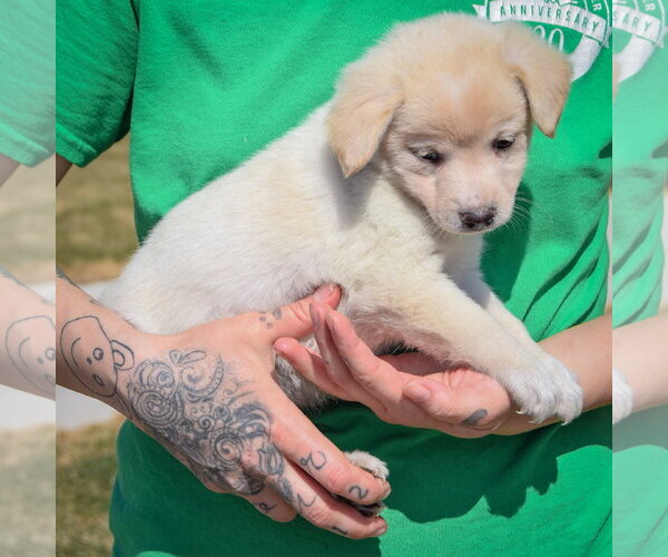 Medium Photo #3 Chihuahua-Unknown Mix Puppy For Sale in Huntley, IL, USA