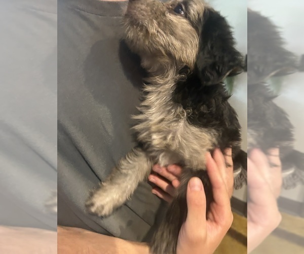 Medium Photo #8 F2 Aussiedoodle Puppy For Sale in BUSH, LA, USA