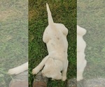Small #2 Labrador Retriever