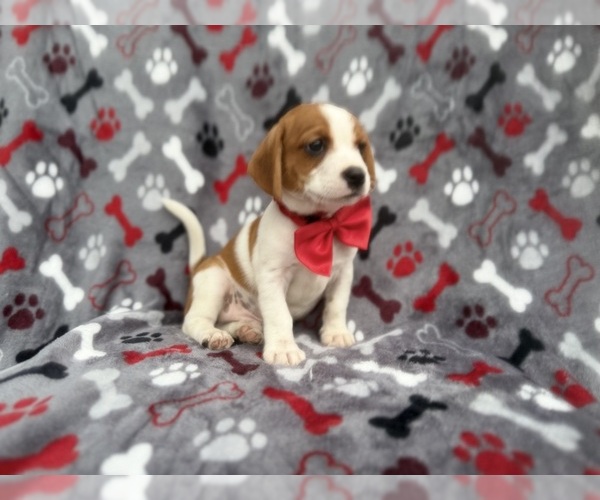 Medium Photo #4 Cavalier King Charles Spaniel-Jack Russell Terrier Mix Puppy For Sale in LAKELAND, FL, USA