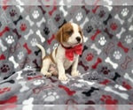 Small #3 Cavalier King Charles Spaniel-Jack Russell Terrier Mix