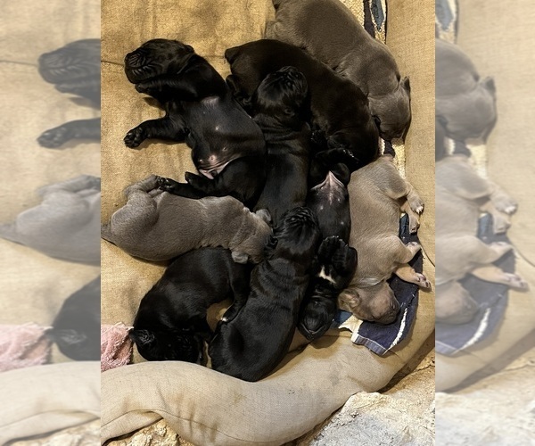 Medium Photo #2 Cane Corso Puppy For Sale in CHERRYVILLE, MO, USA