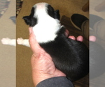 Small #4 Boston Terrier