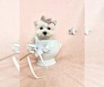 Small #12 Maltese