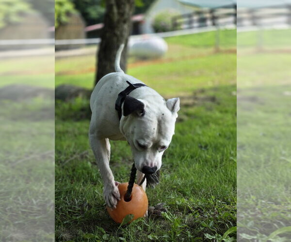 Medium Photo #8 Mutt Puppy For Sale in Osgood, IN, USA