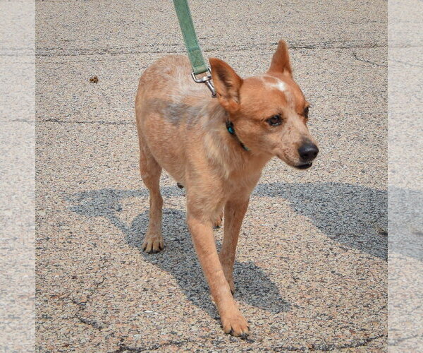 Medium Photo #5 Australian Shepherd-Red Heeler Mix Puppy For Sale in Huntley, IL, USA