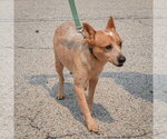 Small #4 Australian Shepherd-Red Heeler Mix
