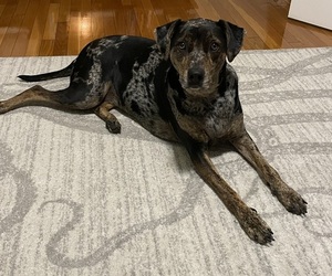 Catahoula Leopard Dog Puppy for sale in CAMP LEJEUNE, NC, USA